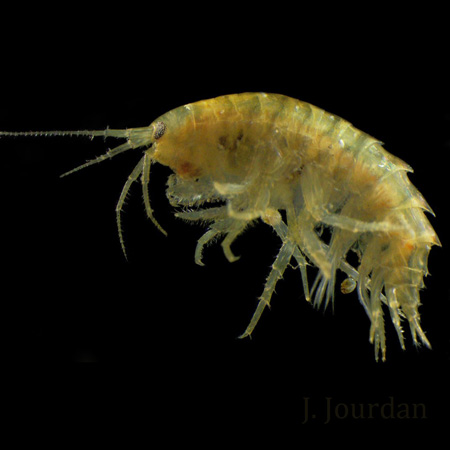 Gammarus roeselii