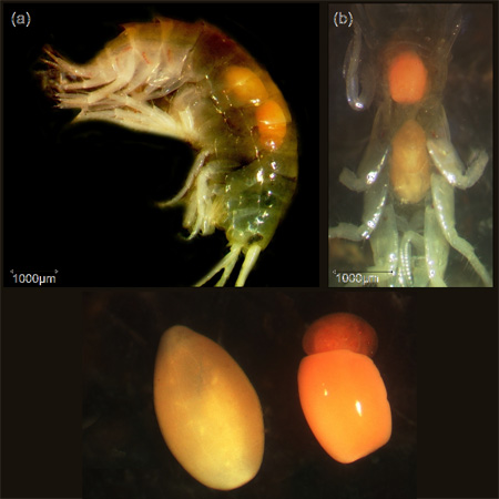 Acanthocephala