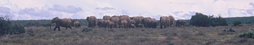 South_African_Elephant_Group_500