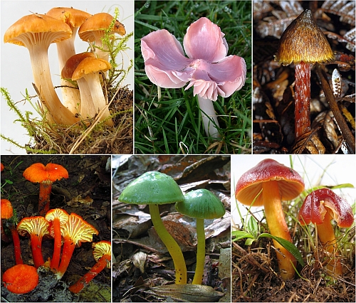 Examples of waxcap fungi