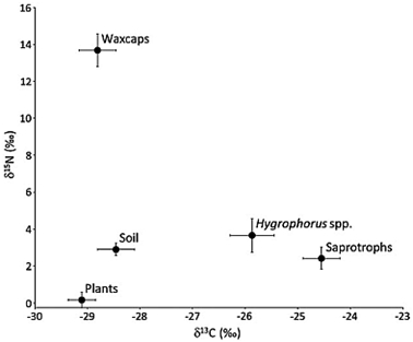 Hygrocybe stable isotope scatterplot