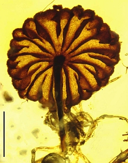 Amberized Marasmius fossil